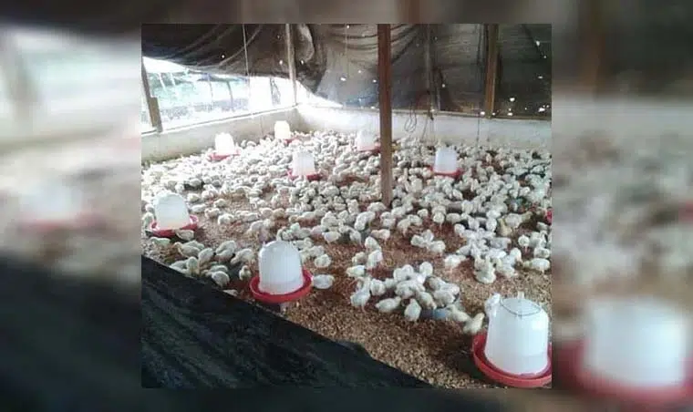 Filière avicole : Des pathologies détectées menacent le secteur aviaire
