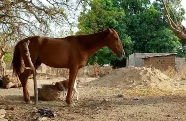 Nord : Les agriculteurs misent sur l’élevage des chevaux