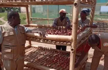 Nord : Des claies en bambou pour limiter les pertes post-récoltes