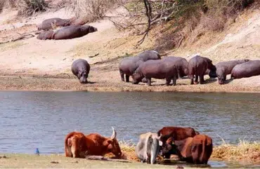 Parc du Faro : plus de 380 cas de conflits hommes-faune enregistrés depuis 2020