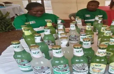 Vin de raphia : De la calebasse à la bouteille, le secret pour une conservation durable