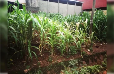 Ouest : La sècheresse menace la production agricole