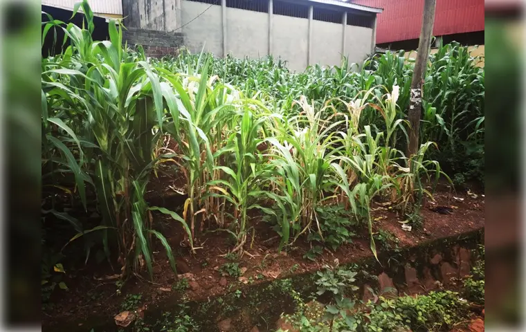 Un champ de maïs : la sécheresse menace la croissance des plantes