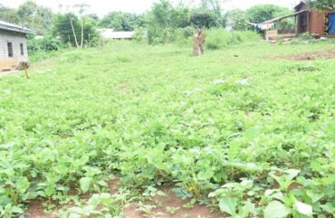 Engrais chimiques : Des solutions locales pour contrer la hausse des prix