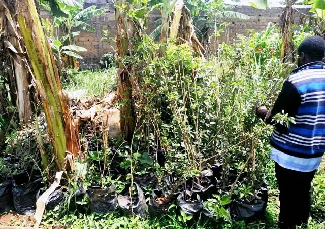 Agriculture : A l’Ouest, les agripreneurs démystifient la culture des « pommes de France »