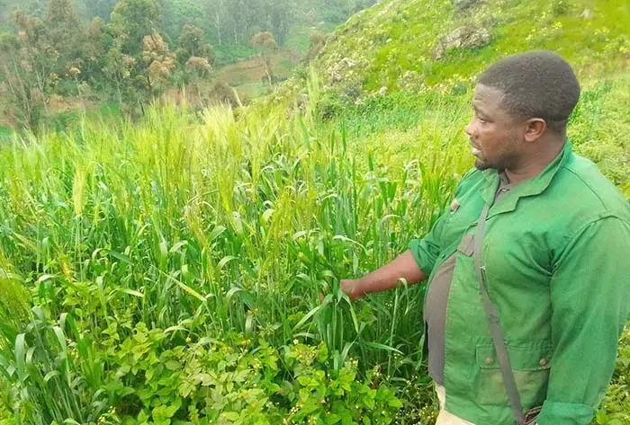 Production du blé : Une culture en pleine expansion à Fongo-Tongo