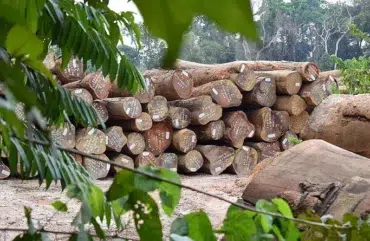 Protection des forêts et de la faune : Vers une création des forêts régionales