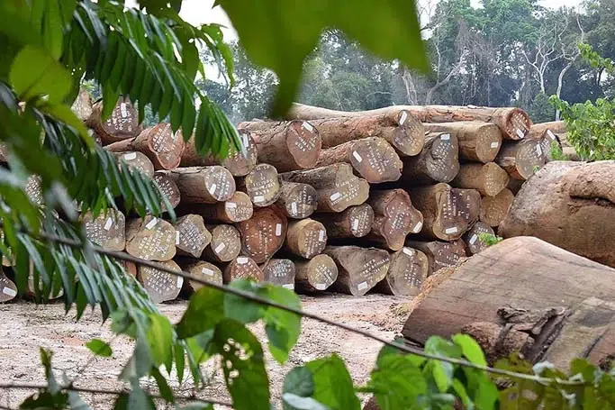 Protection des forêts et de la faune : Vers une création des forêts régionales