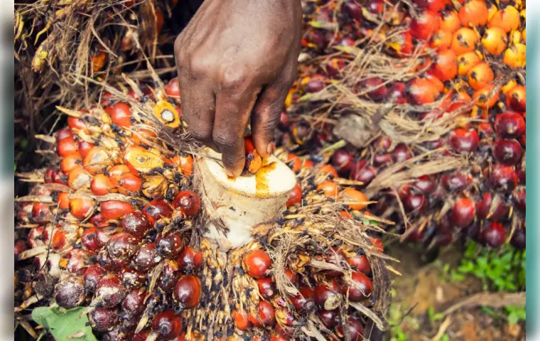 Huile de palme : Baisse de la production locale au 3e trimestre 2024