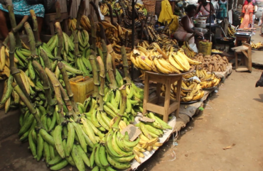 Banane plantain : Une filière opportune pour la jeunesse