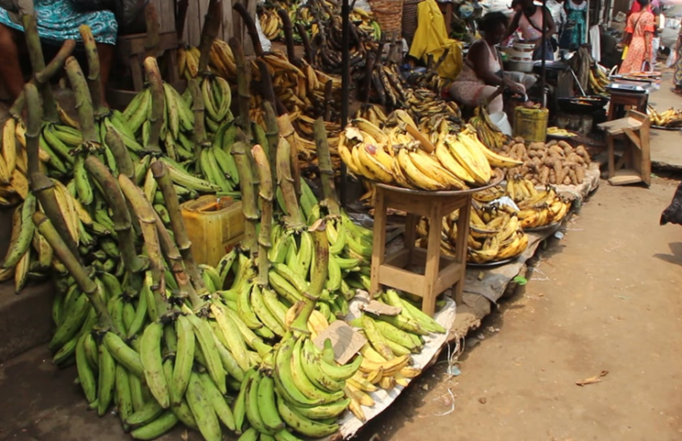 Banane plantain : Une filière opportune pour la jeunesse
