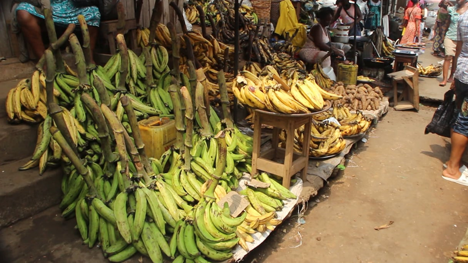 Banane plantain : Une filière opportune pour la jeunesse