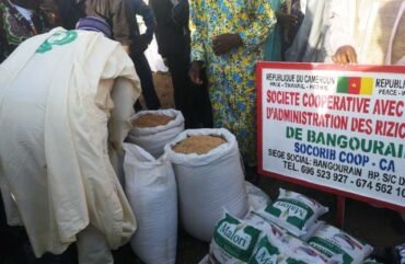 Production du riz : A l’Ouest, les riziculteurs militent pour des projets participatifs