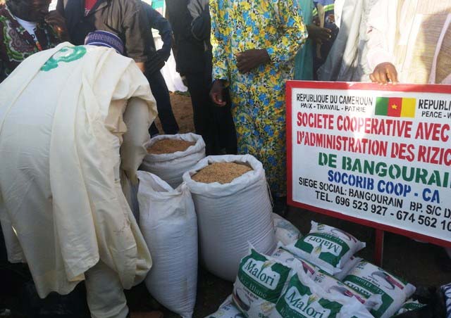 Production du riz : A l’Ouest, les riziculteurs militent pour des projets participatifs