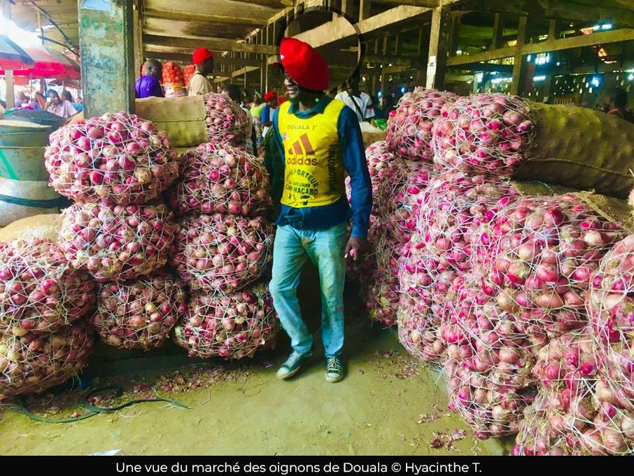 Oignons : À Douala, le prix des oignons chute de plus de la moitié