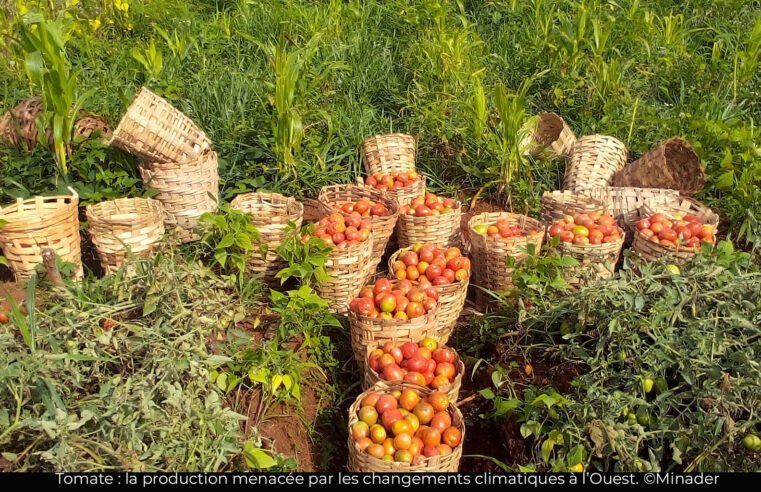 Production de la tomate : L’Ouest à la recherche des méthodes résilientes