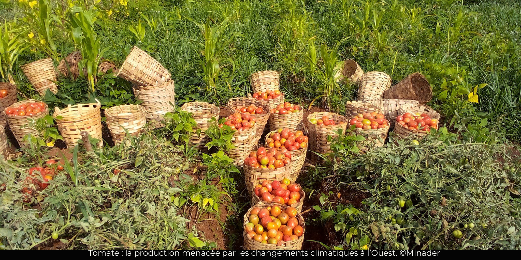 Production de la tomate : L’Ouest à la recherche des méthodes résilientes