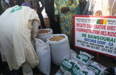 Riziculture : L’autre engagement du Cameroun qui ne satisfait pas