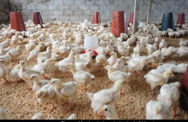 Agropastoral : Le Cameroun veut stopper les importations