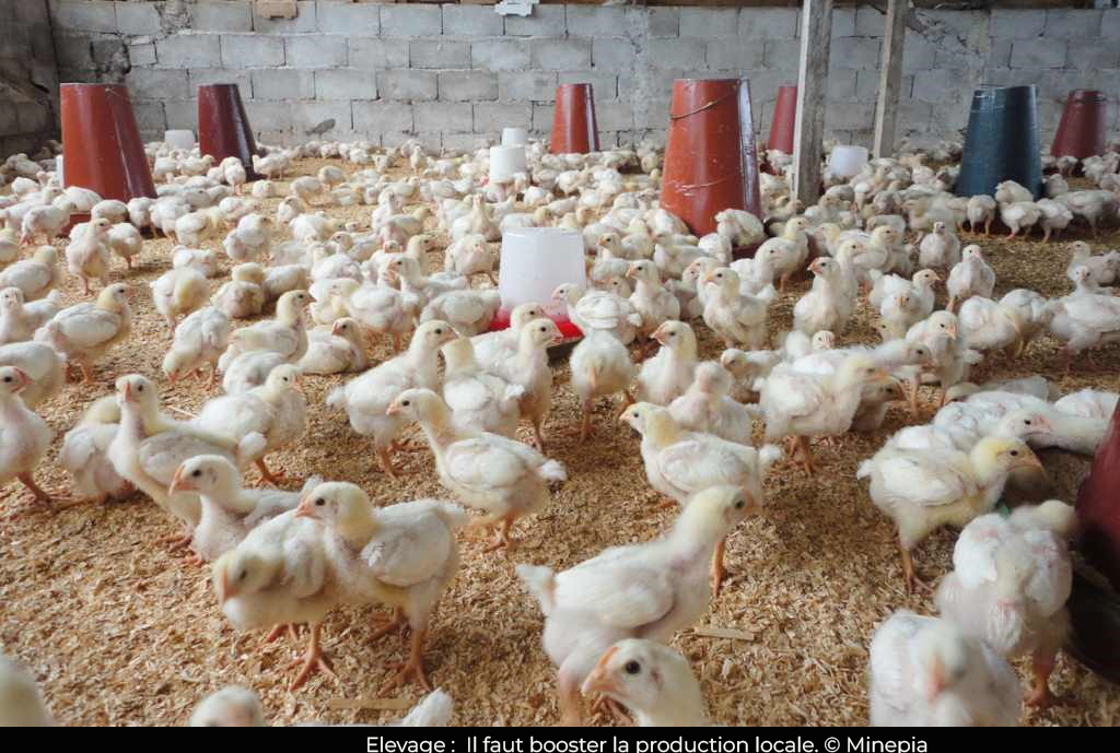 Agropastoral : Le Cameroun veut stopper les importations