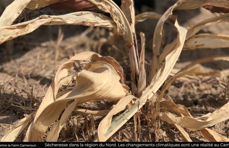Politiques publiques : Le Cameroun investit sur le climat en 2025