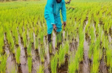 Cameroun :  Les importations du riz augmentent de 59% en 2024