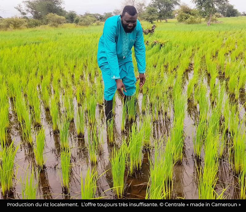 Cameroun :  Les importations du riz augmentent de 59% en 2024