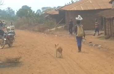 Ouest : Un cas de rage humaine déclaré en trois ans