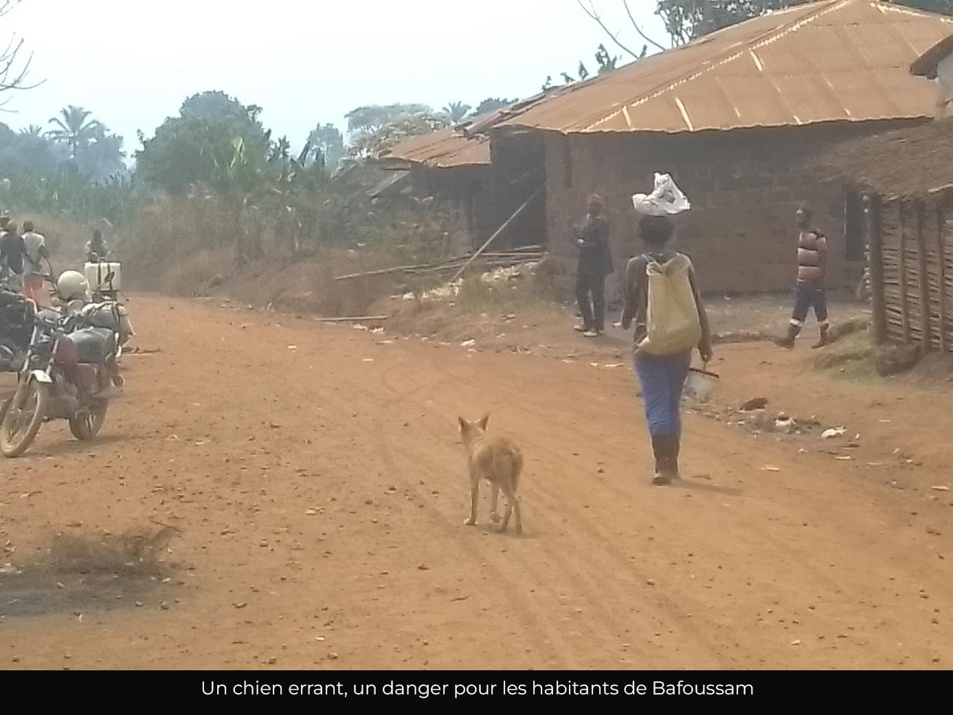 Ouest : Un cas de rage humaine déclaré en trois ans