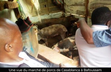 Filière porcine : Des producteurs à l’épreuve de la cherté des intrants à l’Ouest
