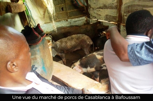 Filière porcine : Des producteurs à l’épreuve de la cherté des intrants à l’Ouest