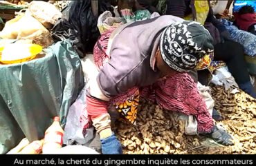 Ouest : Le gingembre devient rare et onéreux