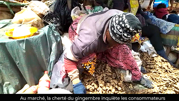 Ouest : Le gingembre devient rare et onéreux