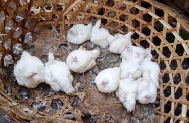 Aviculture : A l’Ouest, les éleveurs militent pour une régularisation du secteur