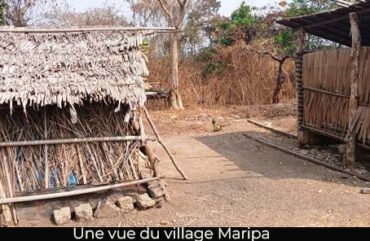 Ouest : Privés d’écoles, les jeunes de Maripa se convertissent en berger