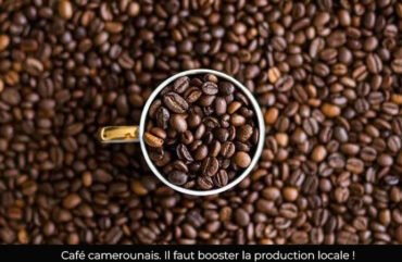 Campagne caféière :  les recettes du Cameroun en hausse de 36% entre 2023-2024
