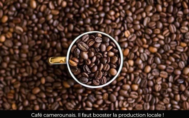 Campagne caféière : les recettes du Cameroun en hausse de 36% entre 2023-2024