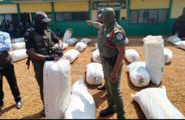 Insécurité : 30 tonnes de cannabis saisies en trois mois à l’Ouest