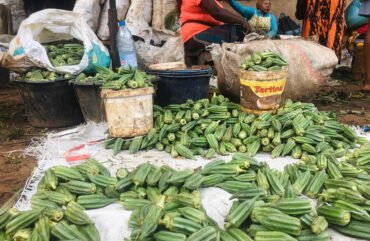 Consommation : la flambée des prix du gombo à Douala inquiète les consommateurs