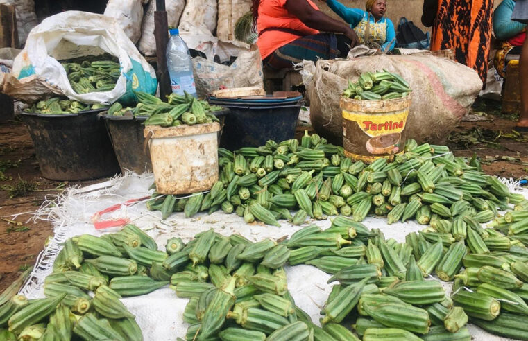 Consommation : la flambée des prix du gombo à Douala inquiète les consommateurs