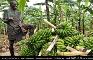 Filière banane : Le Cameroun exporte moins de 300 tonnes de banane par an depuis 2021