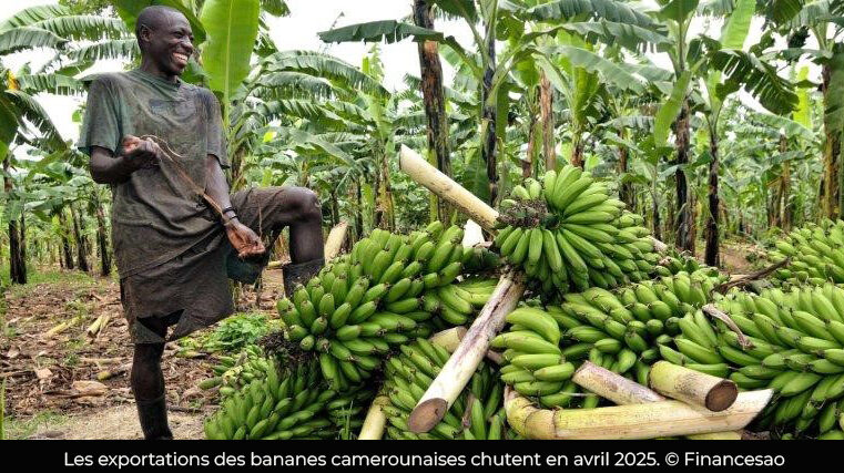 Filière banane : Le Cameroun exporte moins de 300 tonnes de banane par an depuis 2021