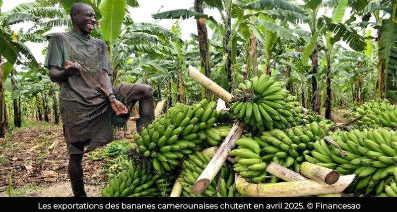 Filière banane : Le Cameroun exporte moins de 300 tonnes de banane par an depuis 2021