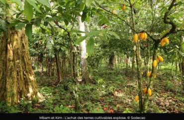 Mbam et Kim : le cacao dope la ruée vers les terres