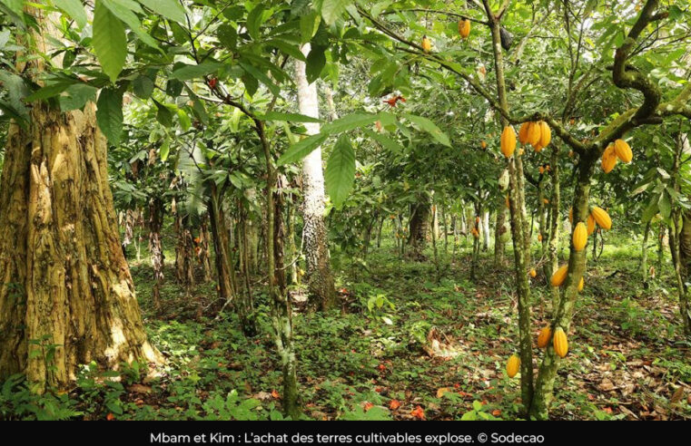 Mbam et Kim : le cacao dope la ruée vers les terres