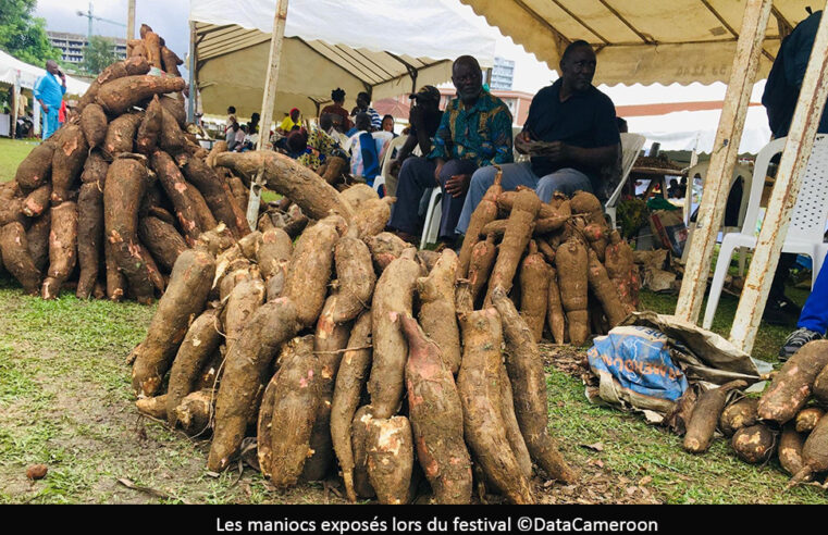 Filière manioc : le Cameroun mise sur la mécanisation pour réduire les pertes