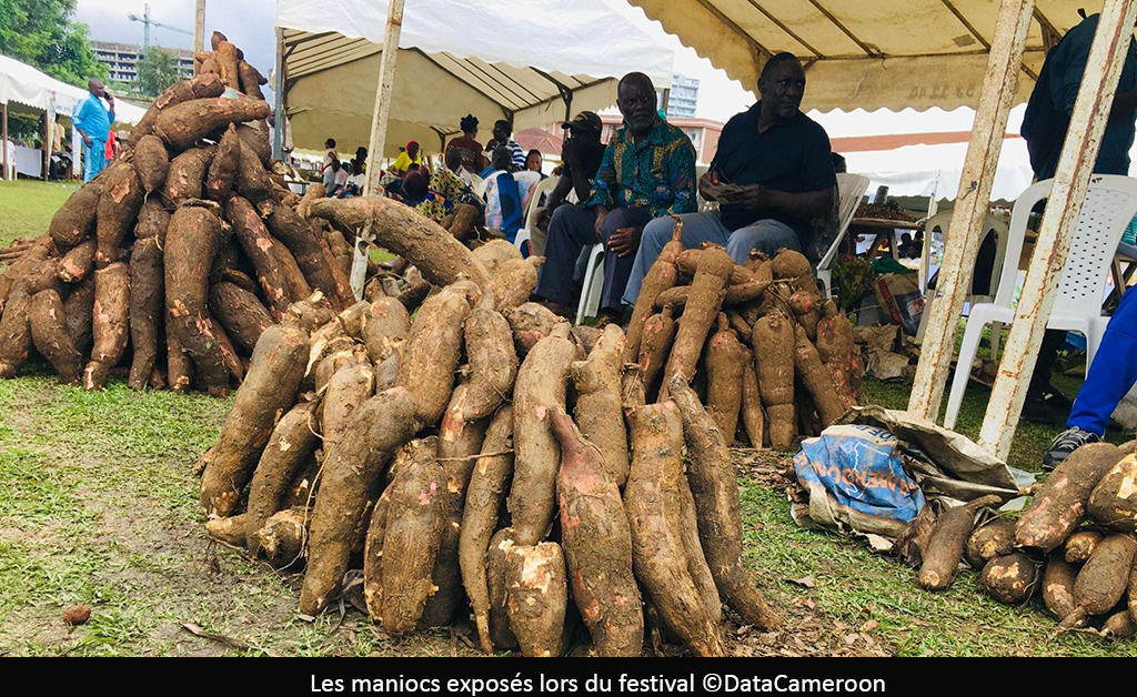 Filière manioc : le Cameroun mise sur la mécanisation pour réduire les pertes