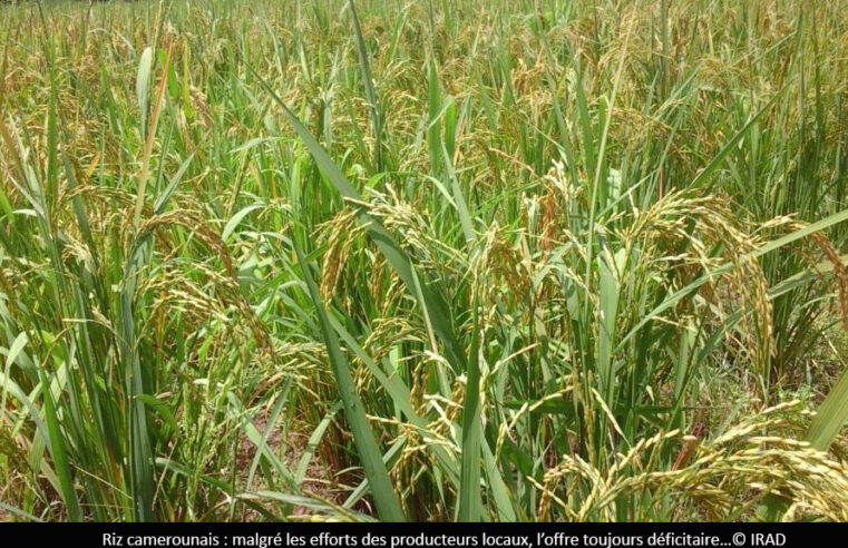 Inflation alimentaire : la riposte de l’Etat qui tarde à prendre