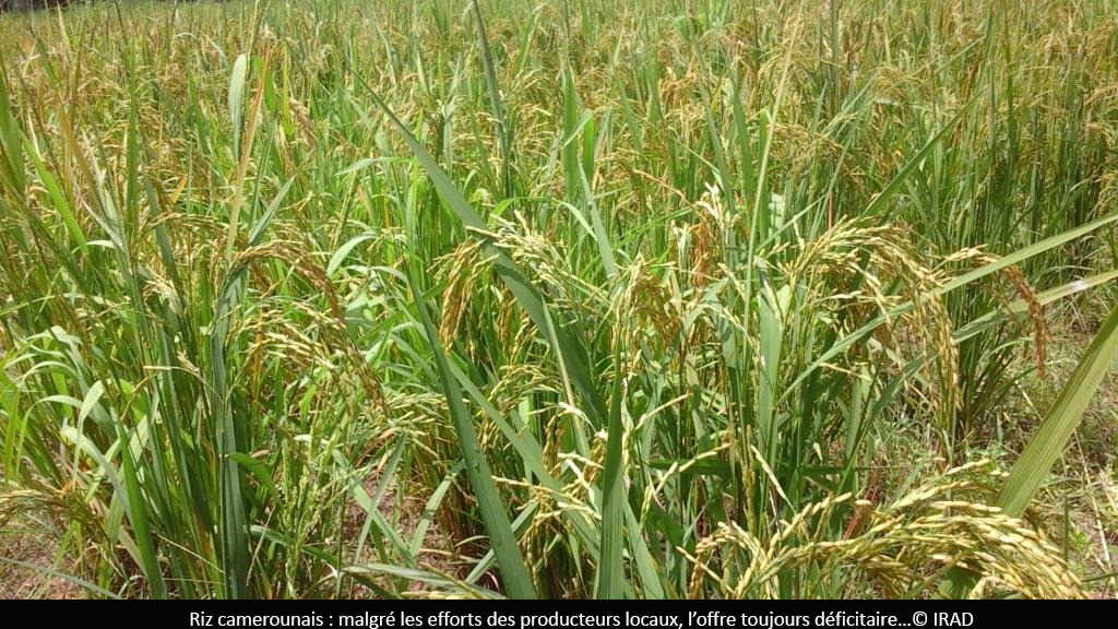 Inflation alimentaire : la riposte de l’Etat qui tarde à prendre