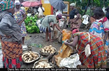 Produits locaux : le paradoxe des marchés camerounais